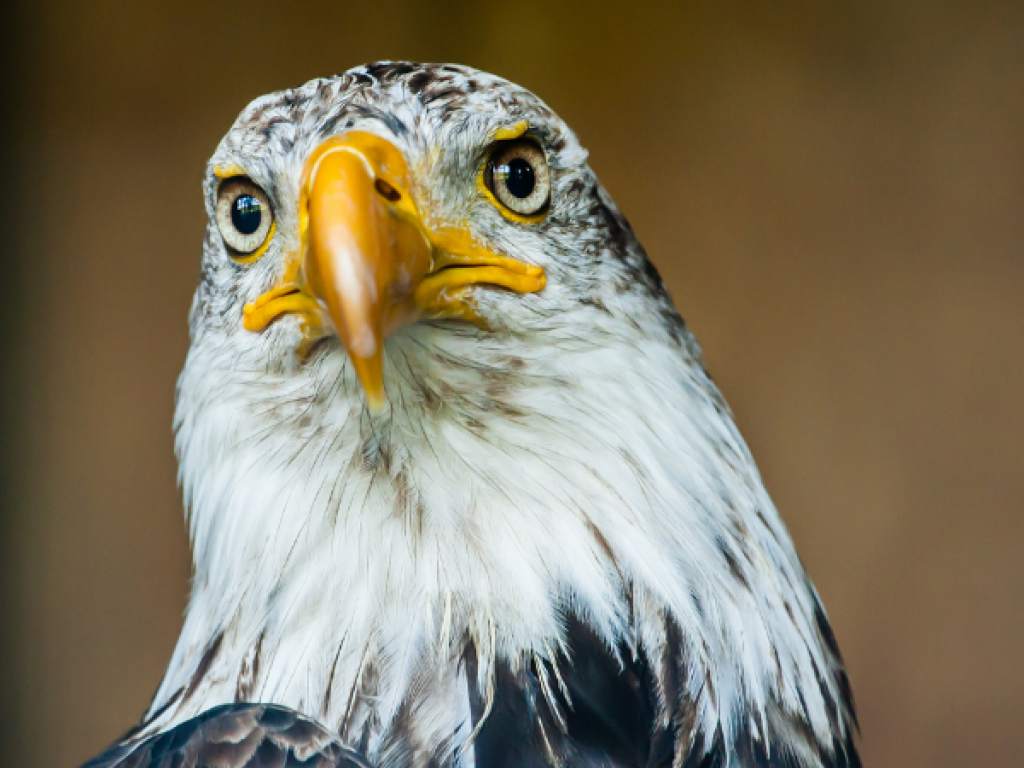 Espèces Animales Menacées - Plenitude, En Lumière Magazine de l'énergie et de l'écologie