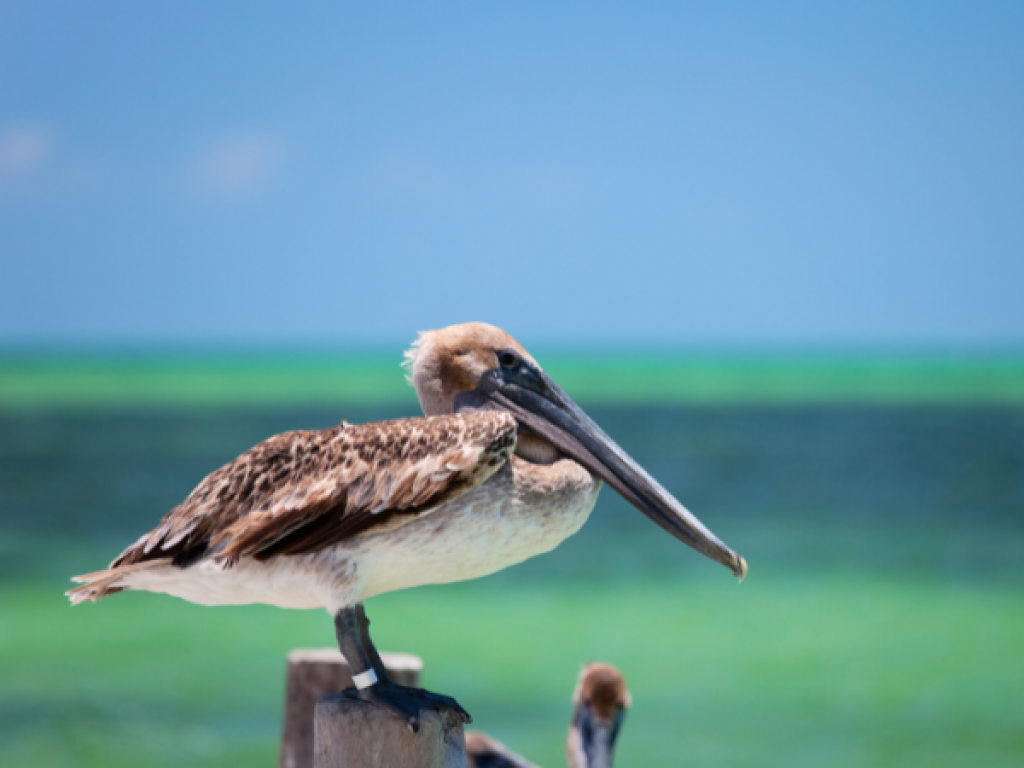 Espèces Animales Menacées - Plenitude, En Lumière Magazine de l'énergie et de l'écologie