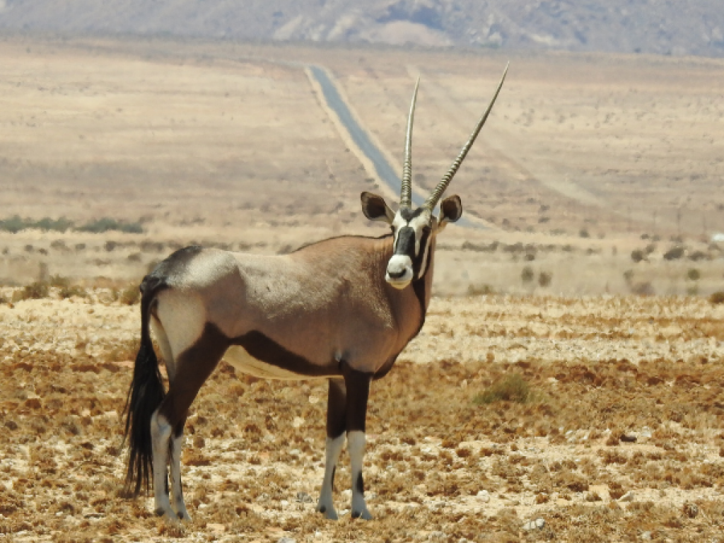 Espèces Animales Menacées - Plenitude, En Lumière Magazine de l'énergie et de l'écologie