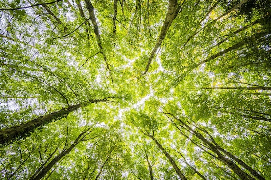 Plenitude, énergie, écologie, comment est produite la biomasse