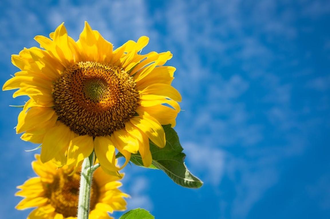 Plenitude, énergie, écologie, comment est produite la biomasse