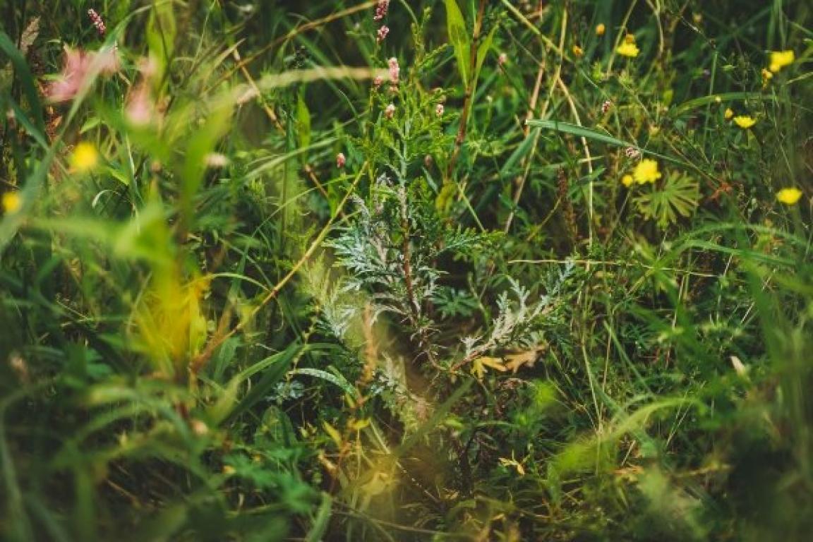 Plenitude, Énergie, Électricité, Les superpouvoirs de la Terre pour capter le CO2