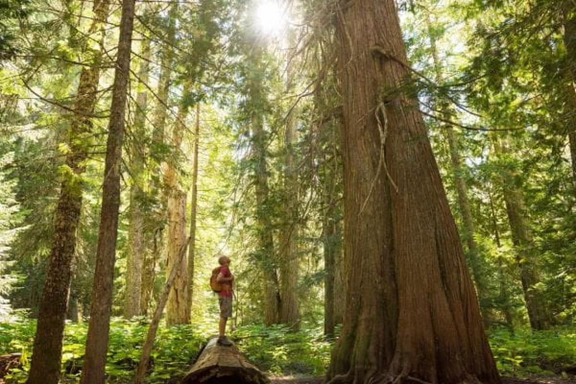 Plenitude, Énergie, Électricité, Offres d'Électricité Verte, Tarifs