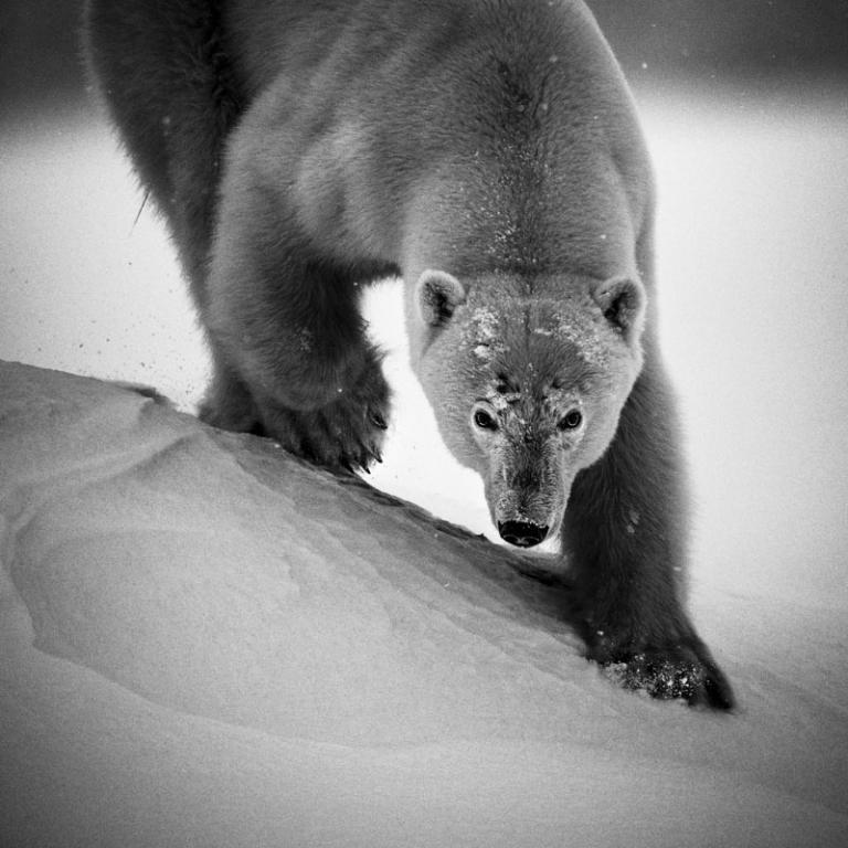 Plenitude, Énergie, Électricité, Laurent Baheux - Sauver les animaux, c’est nous sauver nous-mêmes