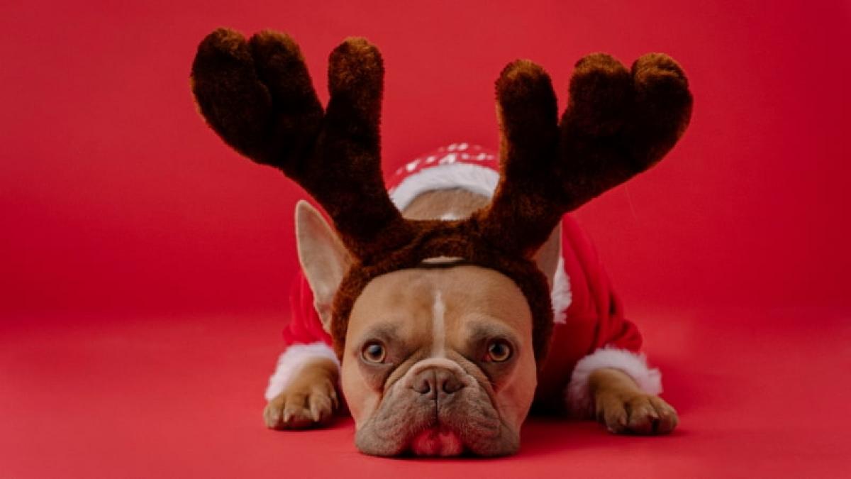 Plenitude, Énergie, Écologie, Conseils pour un repas de Noël Zéro Déchet